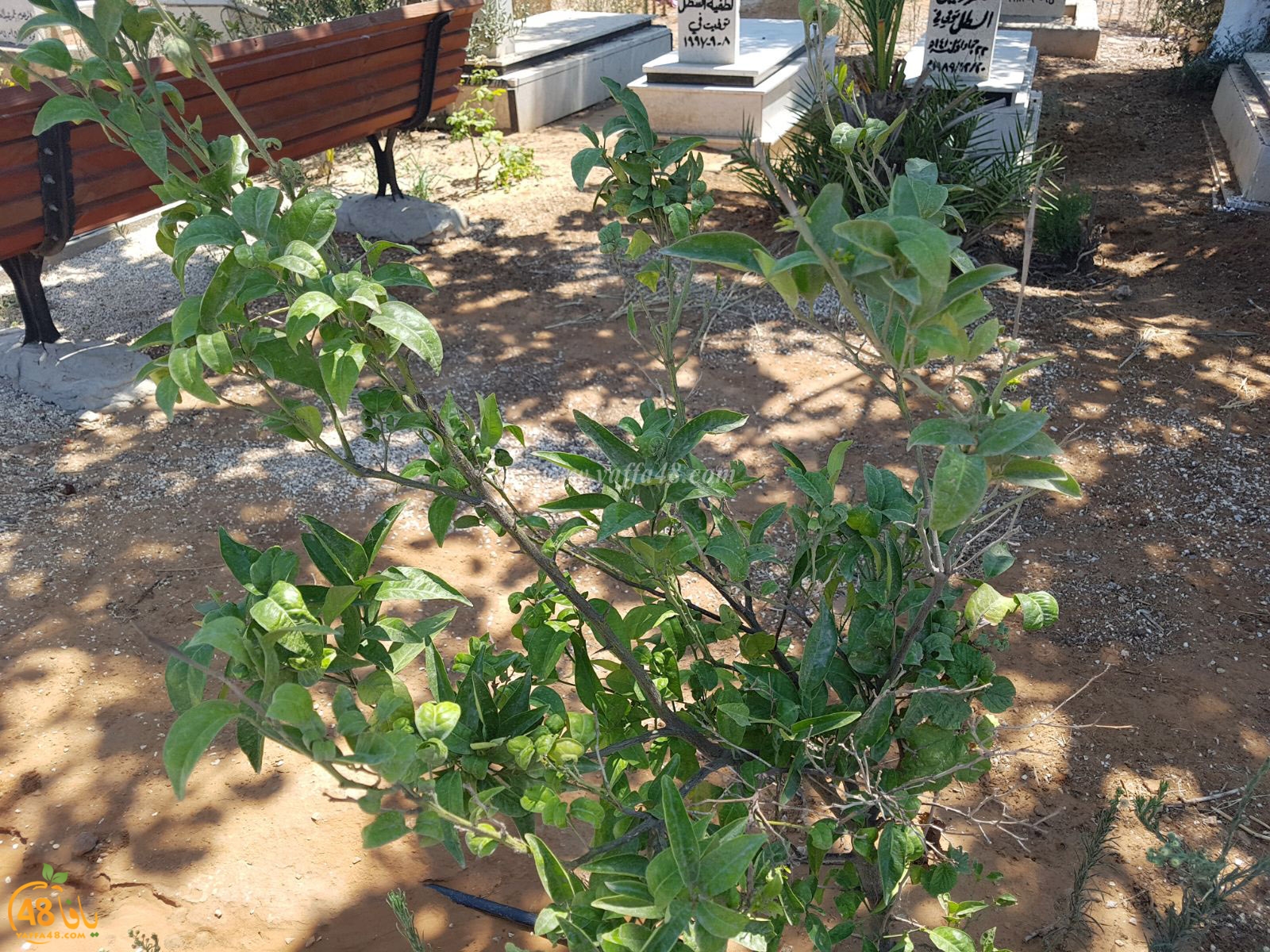 tasoo trees je (10).jpg